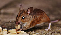 pest-prevention-and-exclusion-services Experts in Clifton